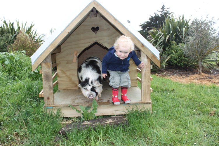 Munchkin nephew with Giggles the pig