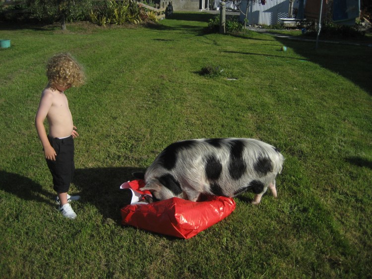 Baby pig opens birthday present.